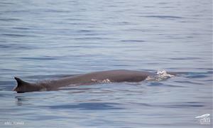 Albiren la primera balena de la temporada davant de la costa de Cunit