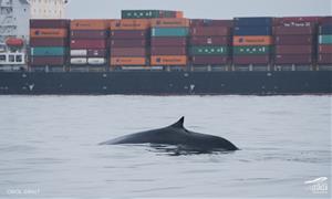 Albiren la primera balena de la temporada davant de la costa de Cunit