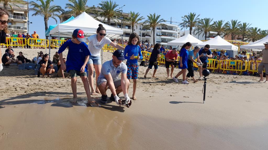 Alliberen 14 exemplars de tortuga careta a la platja de Calafell. Generalitat de Catalunya