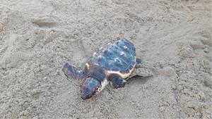 Alliberen 14 exemplars de tortuga careta a la platja de Calafell