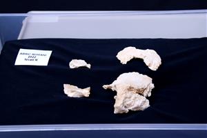 Apareixen fragments d'un crani de neandertal a l'Abric Romaní, la primera resta humana després de 40 anys d'excavacions. ACN
