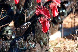 Augmenten les vendes de gall del Penedès tot i la pujada de preu fins els 2,5 euros el quilo. ACN