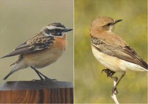 Bitxac rogenc (Saxicola rubetra), esquerra, i  Còlit ros (Oenanthe hispanica), dreta, fotografiats a l’abril del 2022 als tancats retirats