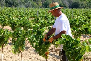Brota a l'Alt Penedès la primera vinya de la península Ibèrica plantada amb ceps de 80 centímetres. ACN