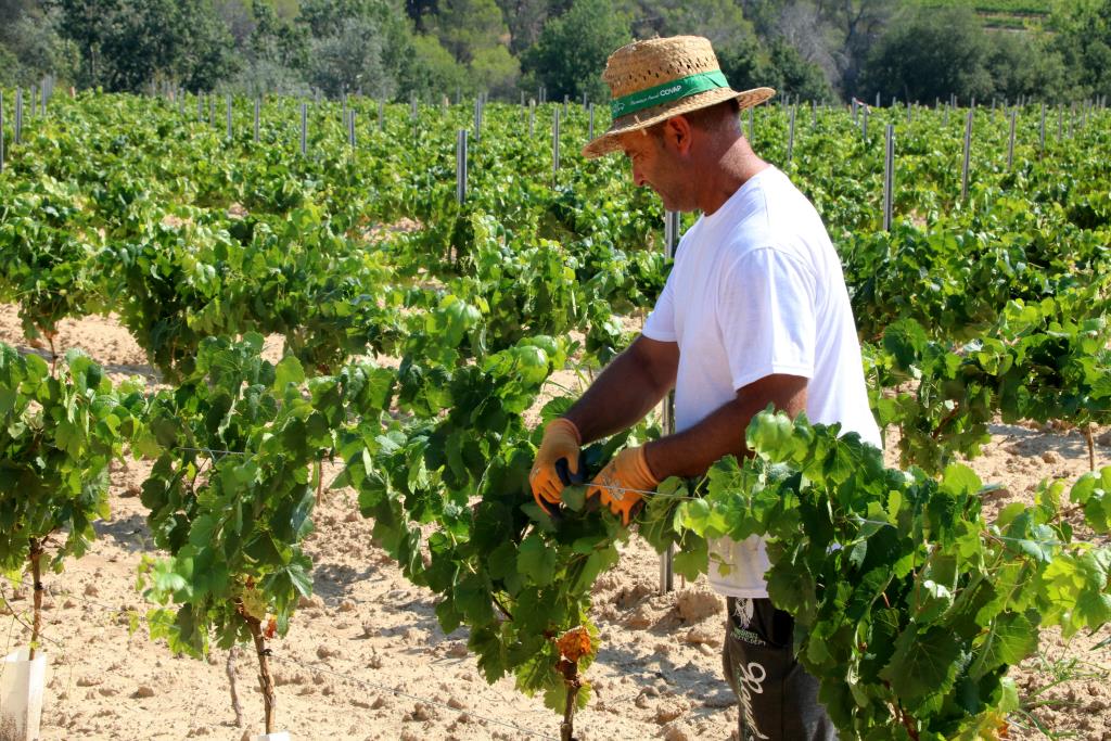 Brota a l'Alt Penedès la primera vinya de la península Ibèrica plantada amb ceps de 80 centímetres. ACN