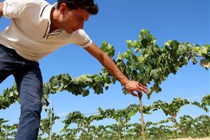 Brota a l'Alt Penedès la primera vinya de la península Ibèrica plantada amb ceps de 80 centímetres