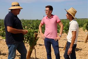 Brota a l'Alt Penedès la primera vinya de la península Ibèrica plantada amb ceps de 80 centímetres