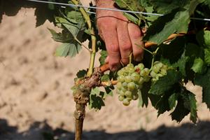 Brota a l'Alt Penedès la primera vinya de la península Ibèrica plantada amb ceps de 80 centímetres