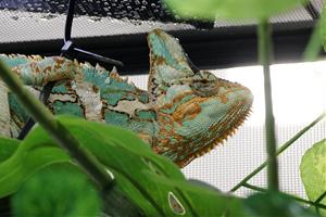 Calafell posa en marxa un centre de protecció de fauna exòtica on impulsarà la recuperació del Tritó del Montseny. ACN