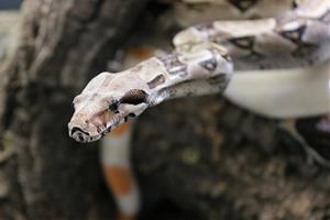 Calafell posa en marxa un centre de protecció de fauna exòtica on impulsarà la recuperació del Tritó del Montseny