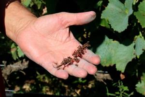 Catalunya, La Rioja, Navarra, Euskadi i Castella-Lleó demanen a Agricultura incloure els danys per míldiu dins la línia de l'assegurança . ACN