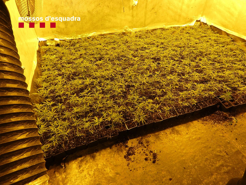 Cinc detinguts per cultivar més de 1.500 plantes de marihuana en dues cases del Vendrell i Albinyana. Mossos d'Esquadra