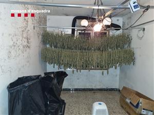 Cinc detinguts per cultivar més de 1.500 plantes de marihuana en dues cases del Vendrell i Albinyana