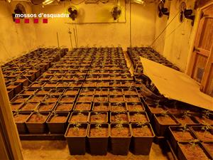 Cinc detinguts per cultivar més de 1.500 plantes de marihuana en dues cases del Vendrell i Albinyana