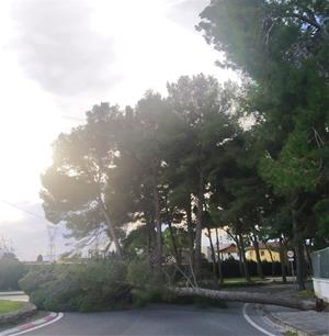 Comença la tala d'arbres en mal estat a la zona esportiva i l’avinguda de l’Estrella de Llorenç del Penedès. Ajuntament de Llorenç