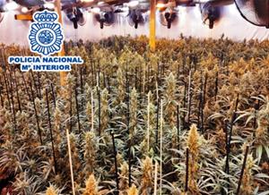 Desarticulat un grup criminal dedicat al cultiu i distribució de marihuana arreu de Catalunya. Policia Nacional