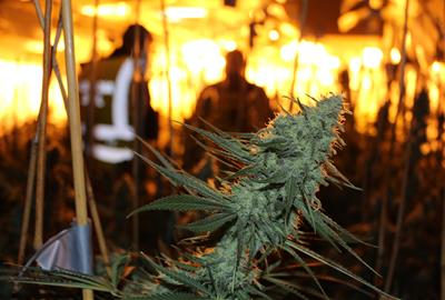 Desarticulen una organització criminal dedicada a la producció massiva de marihuana al Baix Penedès. Guàrdia Civil