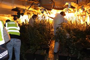 Desarticulen una organització criminal dedicada a la producció massiva de marihuana al Baix Penedès