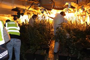 Desarticulen una organització criminal dedicada a la producció massiva de marihuana al Baix Penedès