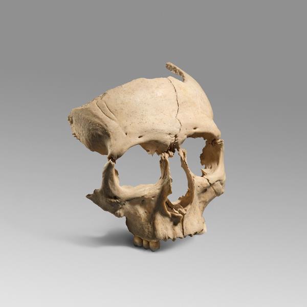 Descobreixen un nou crani únic de ritual ibèric a Olèrdola. MAC