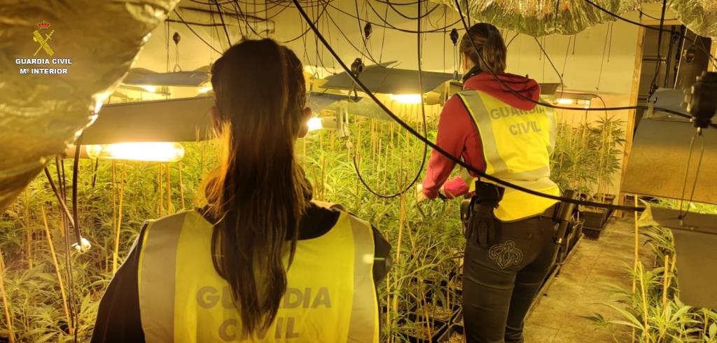 Desmantellades dues plantacions amb més de 300 plantes de marihuana a Calafell. Guàrdia Civil