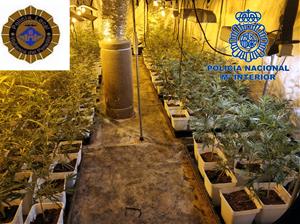 Desmantellat un cultiu il·legal de marihuana amb 500 plantes en una nau industrial de Vilafranca del Penedès. ACN