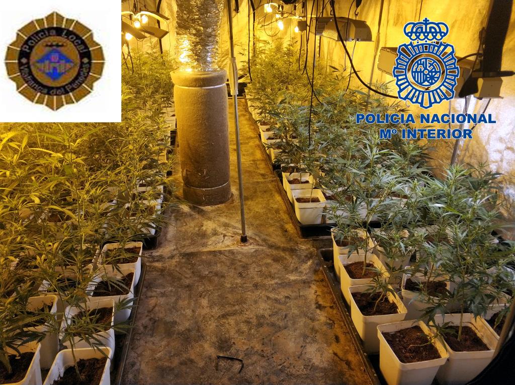 Desmantellat un cultiu il·legal de marihuana amb 500 plantes en una nau industrial de Vilafranca del Penedès. ACN