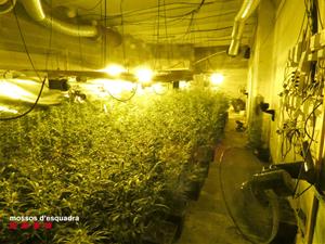 Desmantellen dues plantacions de marihuana a l'Anoia i l'Alt Penedès. Mossos d'Esquadra