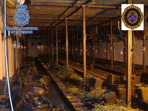 Desmantellen un cultiu de marihuana amb 3.000 plantes en una nau de Vilafranca i detenen tres persones. EIX
