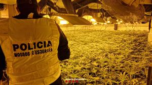 Desmantellen un cultiu professional de més de mil plantes de marihuana a Segur de Calafell