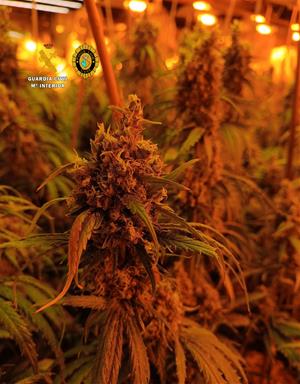 Desmantellen un nou conreu indoor de marihuana amb més de 2.600 plantes i detenen quatre persones a Cunit