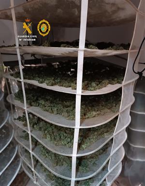 Desmantellen un nou conreu indoor de marihuana amb més de 2.600 plantes i detenen quatre persones a Cunit