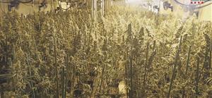 Desmantellen una plantació de marihuana amb més de 2.000 plantes en una nau industrial a l’Alt Penedès. Mossos d'Esquadra