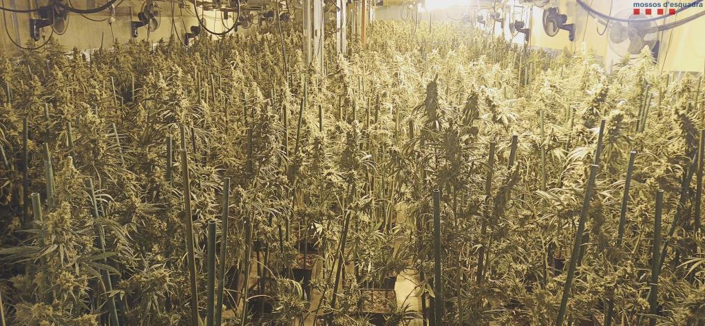 Desmantellen una plantació de marihuana amb més de 2.000 plantes en una nau industrial a l’Alt Penedès. Mossos d'Esquadra
