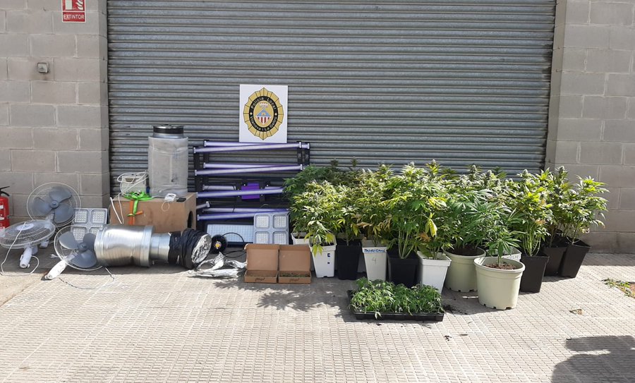 Desmantellen una plantació de marihuana en un domicili del carrer Estudis de Vilanova. Policia local de Vilanova