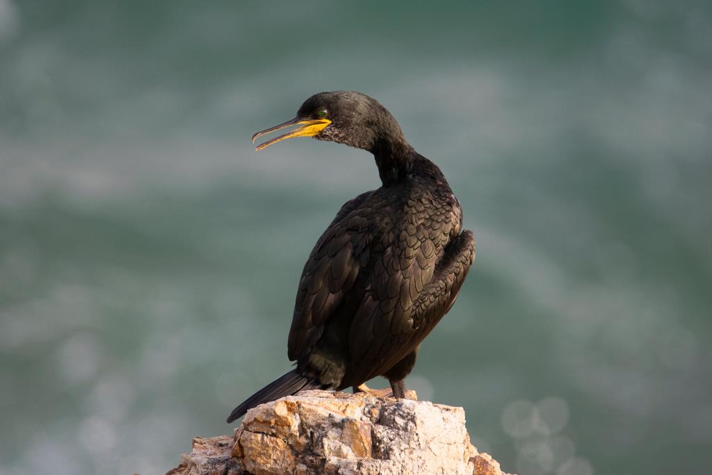 Detecten microplàstics en nou de cada deu corbs marins de la costa catalana. ACN