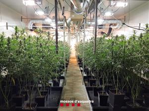 Detenen dos homes per cultivar 1.200 plantes de marihuana en una fàbrica de l'Anoia. Mossos d'Esquadra