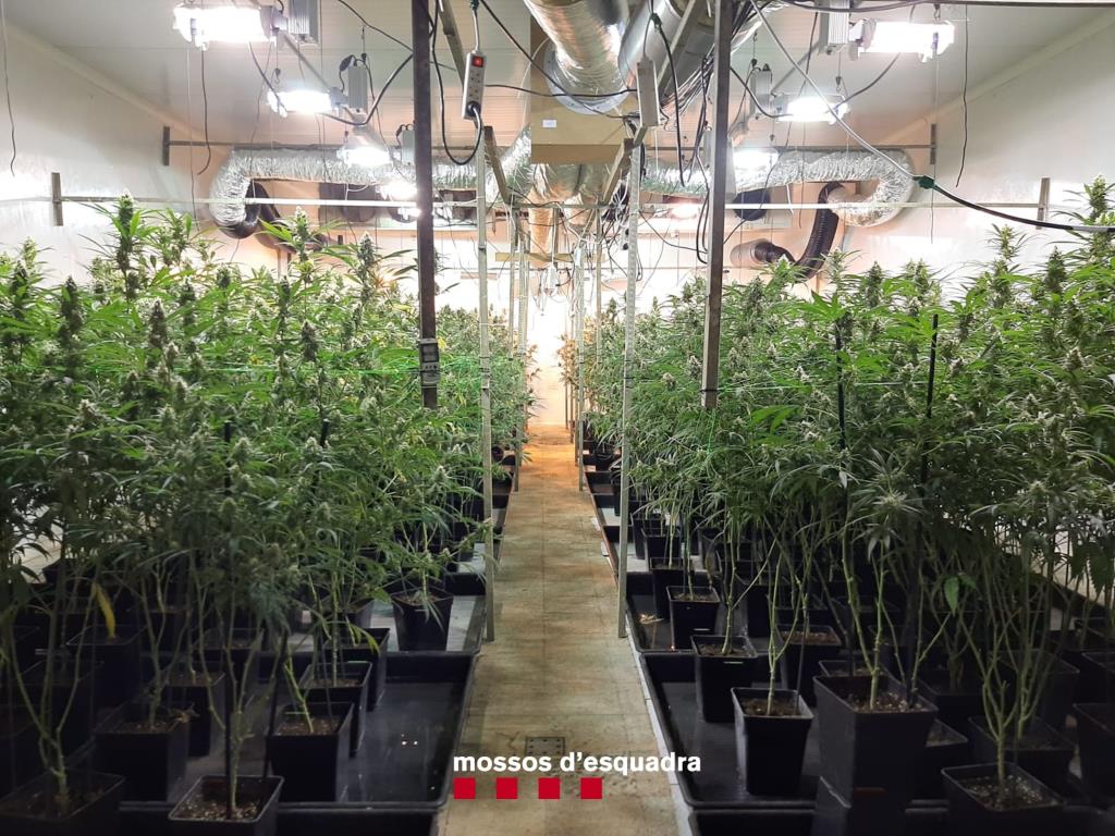 Detenen dos homes per cultivar 1.200 plantes de marihuana en una fàbrica de l'Anoia. Mossos d'Esquadra