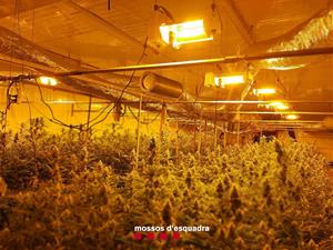 Detenen dos homes per cultivar 1.200 plantes de marihuana en una fàbrica de l'Anoia