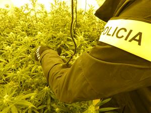 Detenen un jove de 22 anys responsable d’una plantació de marihuana en una casa a l’Alt Penedès. Mossos d'Esquadra