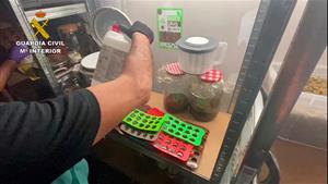 Detingut un veí de Coma-ruga acusat de tenir un laboratori de llaminadures de marihuana. Guàrdia Civil
