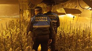 Dos detinguts i 400 plantes de marihuana intervingudes en una casa d’Olivella