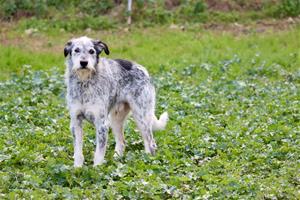 El CAAD Penedès busca famílies per als prop de 200 animals que té acollits