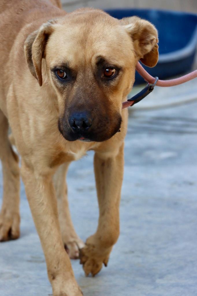 El Centre d'Acollida d'Animals del Penedès fa una crida a l'adopció de gossos i gats. CAAD Penedès