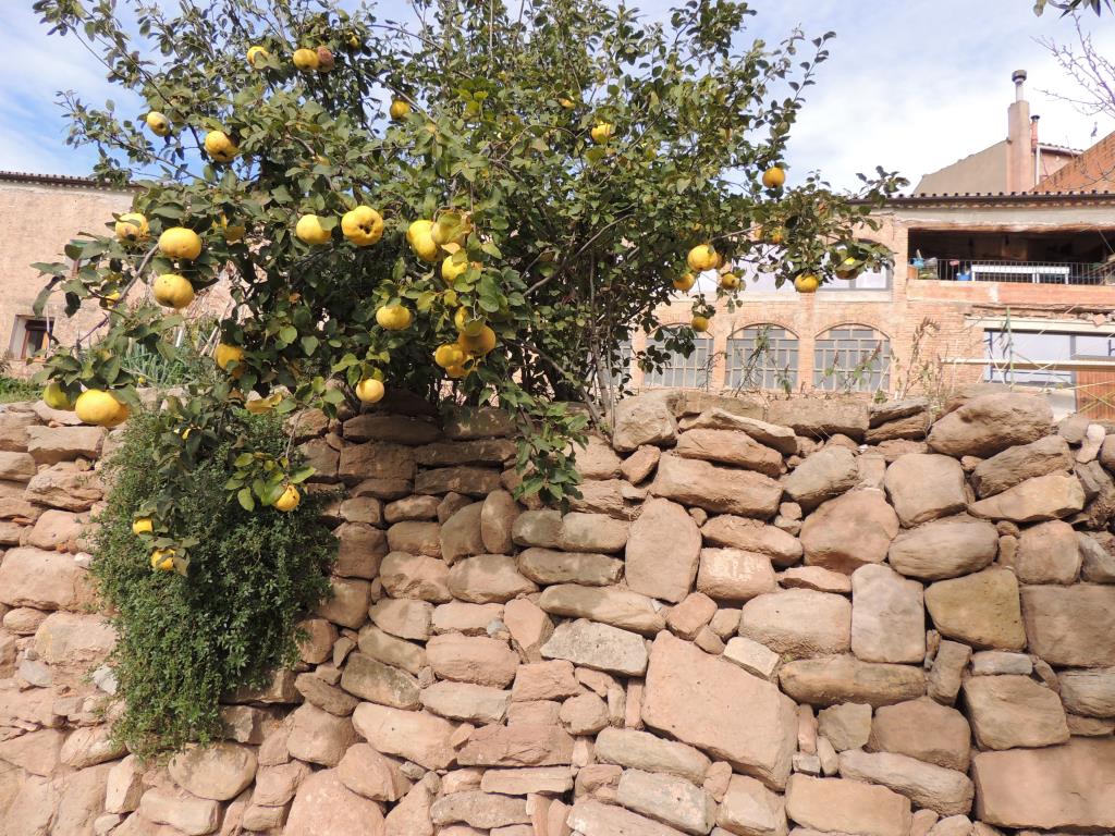 El Col·lectiu Eixarcolant recuperarà 200 varietats tradicionals de fruiters de la comarca de l’Anoia. . Eixarcolant 