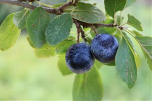 El Col·lectiu Eixarcolant recuperarà 200 varietats tradicionals de fruiters de la comarca de l’Anoia. 