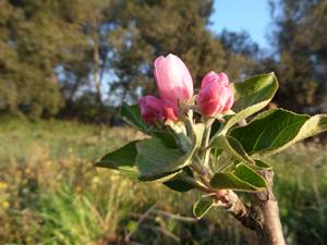 El Col·lectiu Eixarcolant recuperarà 200 varietats tradicionals de fruiters de la comarca de l’Anoia. 