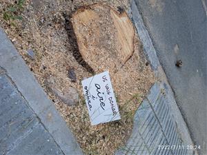 El passat dia 11 de juliol, sense cap advertiment, treballadors de l’Ajuntament de Vilanova van procedir a la tala de 14 til·lers