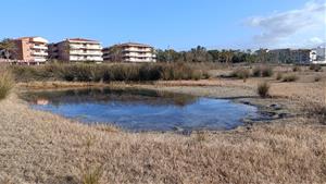 El Vendrell condiciona els espais de la platja de Coma-ruga per a la cria de fauna litoral. Ajuntament del Vendrell