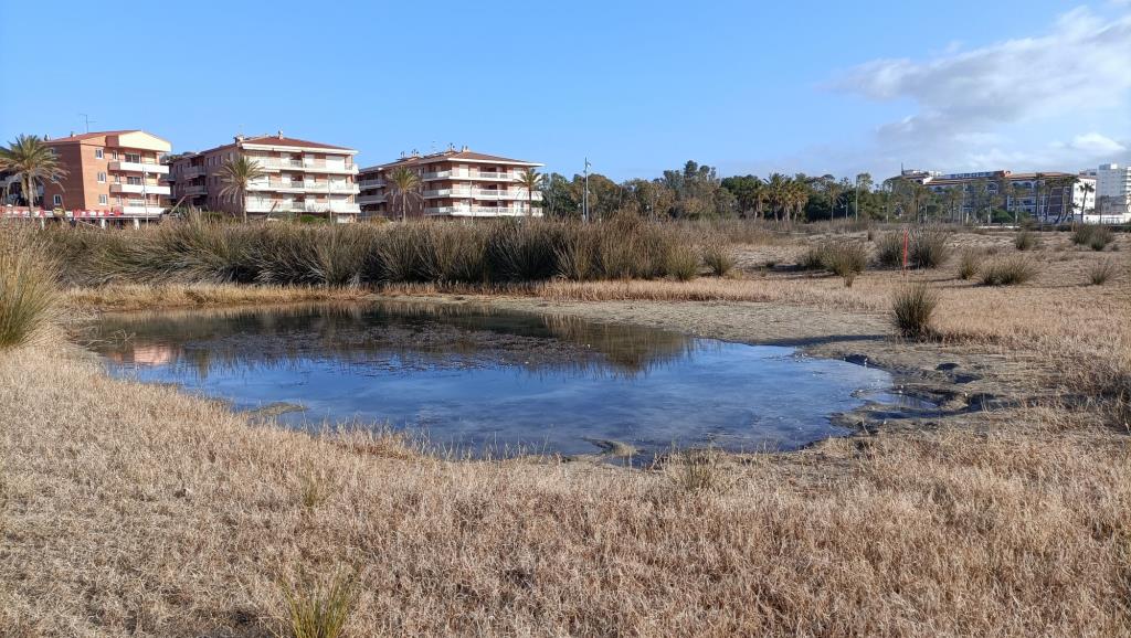 El Vendrell condiciona els espais de la platja de Coma-ruga per a la cria de fauna litoral. Ajuntament del Vendrell